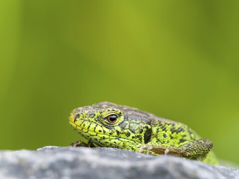 Sand lizard (Lacerta agilis), male on a stone, Wetzlar, Hesse, Germany