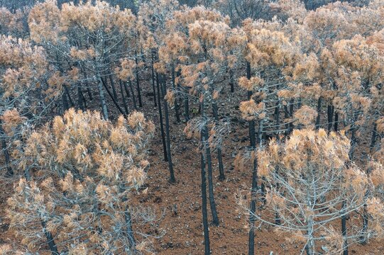 Burned Stone or Umbrella Pines (Pinus pinea) after a forest fire, aerial view, drone shot, Sierra Bermeja, M&aacute;laga Province, Andalusia, Spain