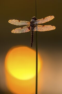 Four-spotted chaser (Libellula quadrimaculata) on a stalk in the moor during dawn, Goldenstedt, Lower Saxony, Germany
