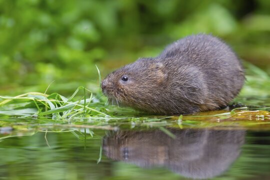 Water vole (Arvicola amphibius) adult animal standing on floating pond plants, Kent, England, United Kingdom