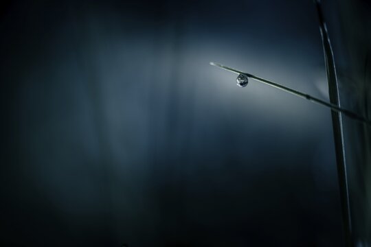 Leaves of grass with droplets against the light, Mindelheim, Unterallg&auml;u, Bavaria, Germany