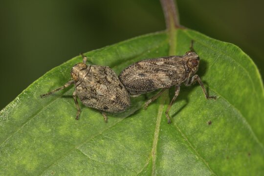 Issus coleoptratus (Issus coleoptratus) Pair of animals on a leaf, Baden-W&uuml;rttemberg, Germany