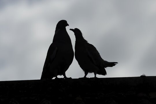 Wood pigeon (Columba palumbus) silhouette of two birds a juvenile baby cobb asking for food from an adult bird on an urban house roof, England, United Kingdom