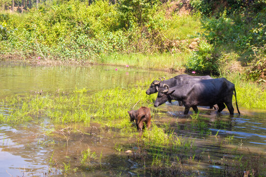 Two adult water buffaloes and their calf wade through a shallow pond surrounded by lush greenery, grasses, and blooming pink water lilies.