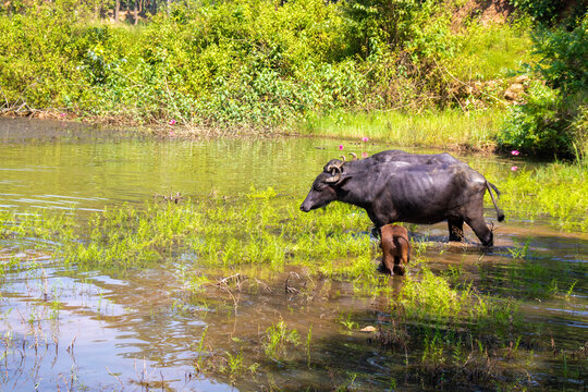 Two adult water buffaloes and their calf wade through a shallow pond surrounded by lush greenery, grasses, and blooming pink water lilies.