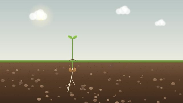 Seed germination and plant growth time lapse animation, seedling sprouting with roots in soil cross section under day sky, flat cartoon nature 4K