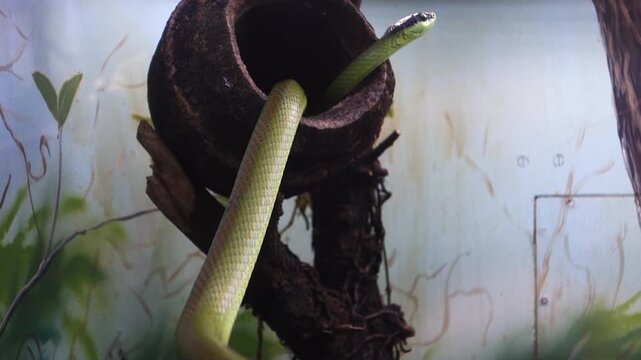 Chironius Green snake, aka Philodryas olfersii, climbing on trunk in aquarium.