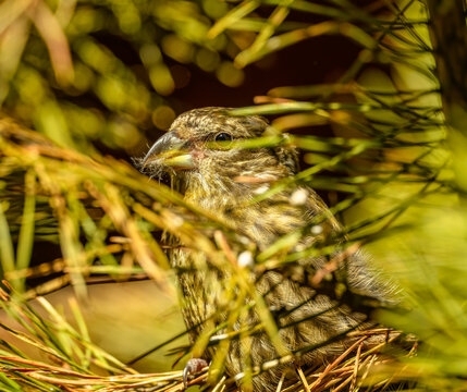 red or common crossbill (Loxia curvirostra) on branch