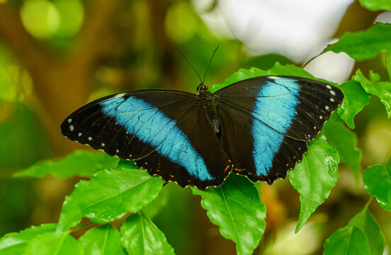 the Achilles morpho or banded blue morpho (Morpho achilles) butterfly