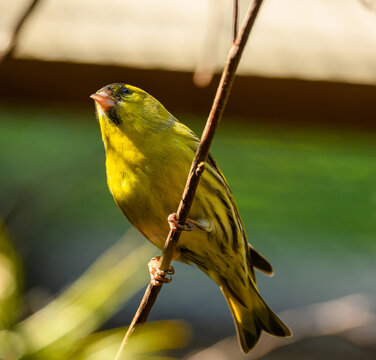 Eurasian siskin (Spinus spinus) on a branch
