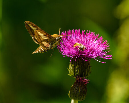 bedstraw hawk-moth or galium sphinx (Hyles gallii) moth, butterfly