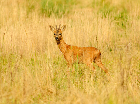 western or European roe deer buck (Capreolus capreolus) hiding in grass
