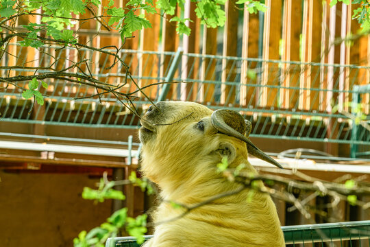 golden takin (Budorcas taxicolor bedfordi) reaching branches