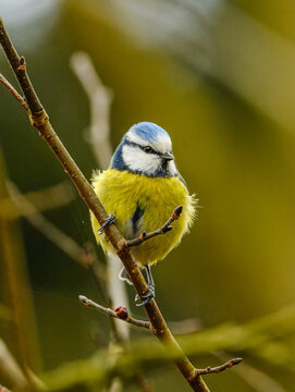 Eurasian blue tit (Cyanistes caeruleus) on a branch