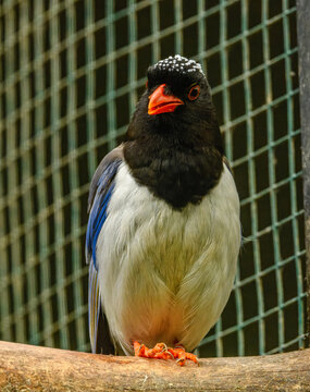red-billed blue magpie (Urocissa erythroryncha) bird