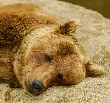 brown bear (Ursus arctos) laying on rocks