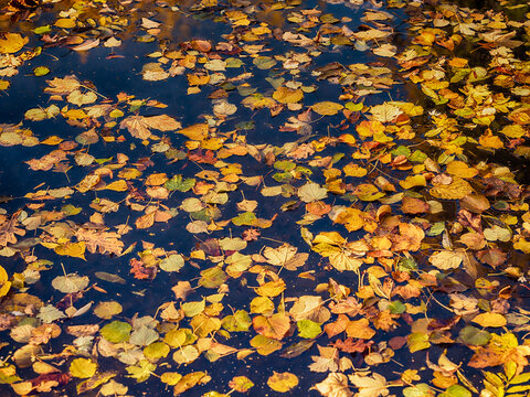 fallen autumn leafs in the forest pond ,autumn background