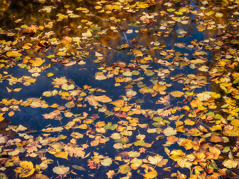 fallen autumn leafs in the forest pond ,autumn background