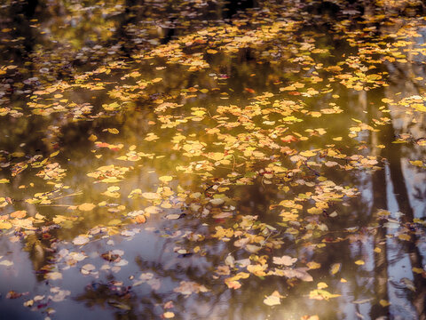 fallen autumn leafs in the forest pond ,autumn background