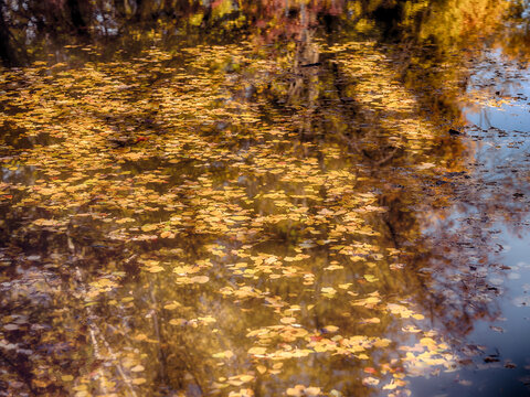 fallen autumn leafs in the forest pond ,autumn background