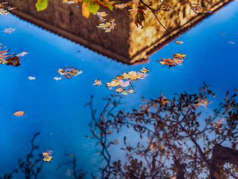 fallen autumn leafs in the forest pond ,autumn background