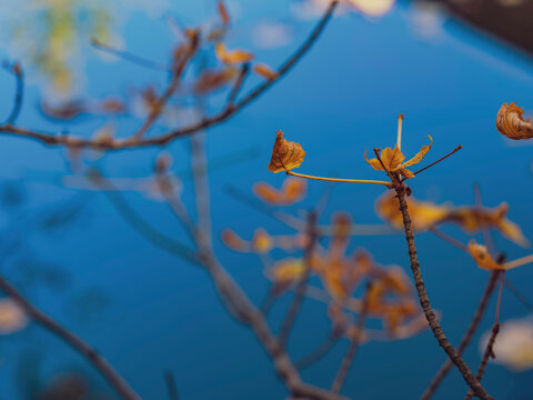 fallen autumn leafs in the forest pond ,autumn background