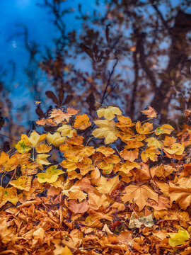 fallen autumn leafs in the forest pond ,autumn background
