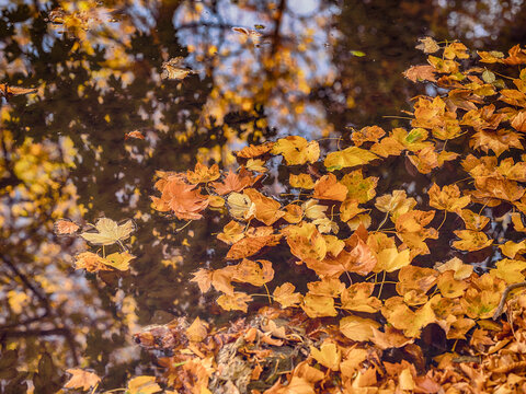 fallen autumn leafs in the forest pond ,autumn background
