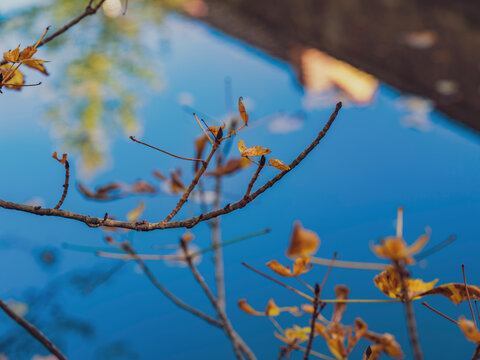 fallen autumn leafs in the forest pond ,autumn background