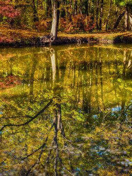 autumn trees reflections in  forest pond