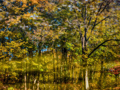 autumn trees reflections in  forest pond