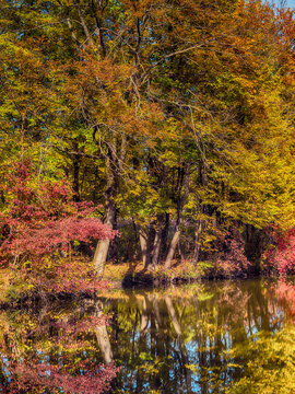 autumn trees reflections in  forest pond