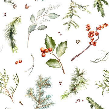 Watercolor hand drawn seamless. Winter greenery, holly leaves, red berries, eucalyptus, coniferous branches spruce, thuja, fir, pine, isolated on white background. Christmas holiday botanical
