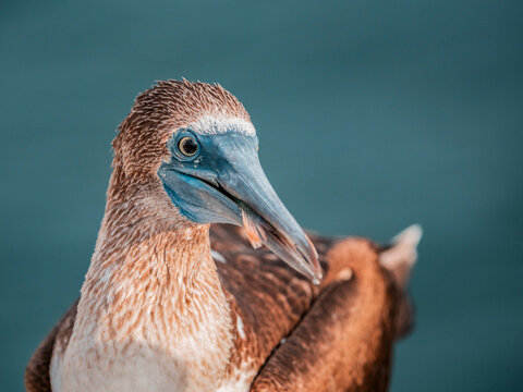 Blue-footed Booby close-up portrait in the Gal&aacute;pagos Islands