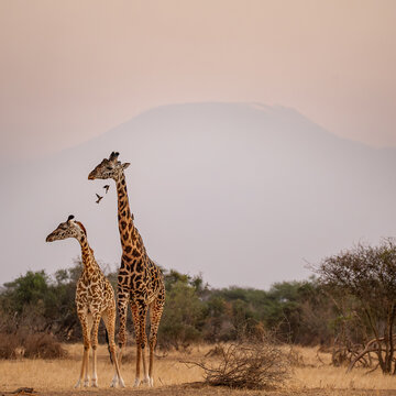 Two giraffes in savanna with Mount Kilimanjaro in Tanzania