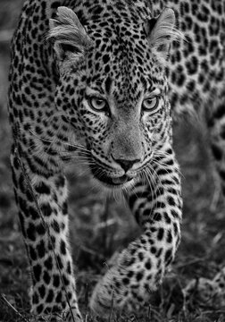 Black and white portrait of a leopard stalking towards camera