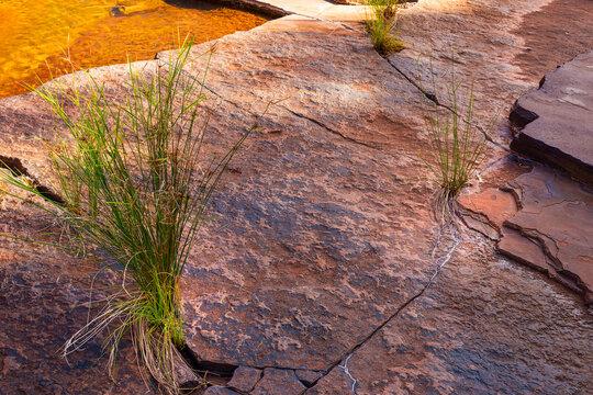 Green grass growing from cracks in red rock