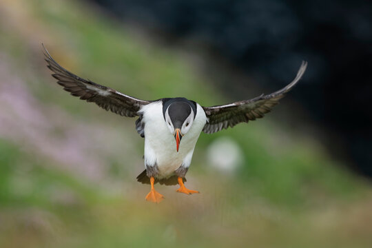 Atlantic Puffin landing at hillside burrow, Sumburgh Head, Shetland