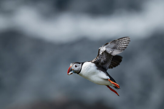 Atlantic Puffin in flight returning from feeding with sand eels in