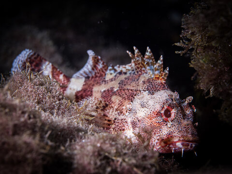 Scorpionfish camouflaging on a dark reef underwater