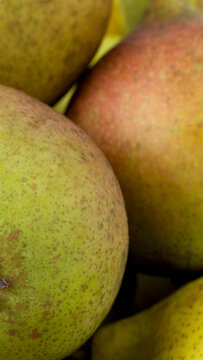 Close up detail of ripe fresh pears showing vibrant green, yellow, and red color variations with speckled skin texture, healthy fruit background vertical photo