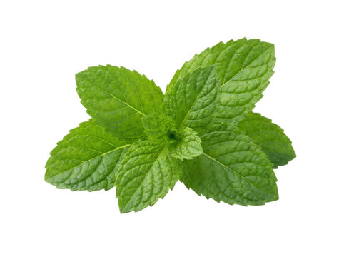 Fresh green mint leaves isolated on transparent background for herbal design
