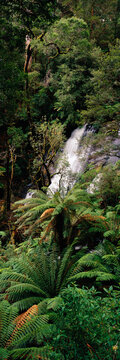 Triplet falls waterfall surrounded by verdant forest