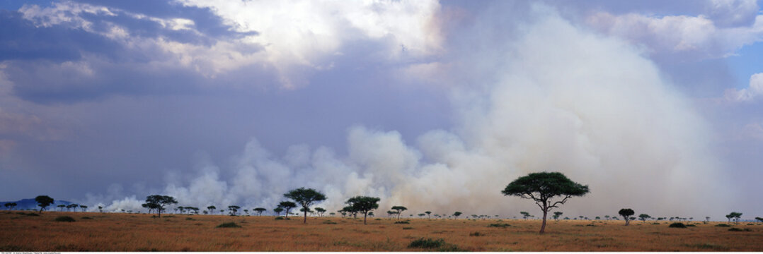 Bush fire with smoke over savanna acacia trees, kenya, africa