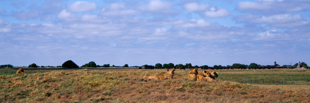 Pride of lions resting on savanna africa