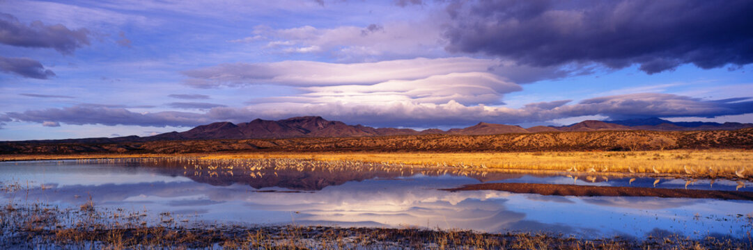 Sandhill cranes flock in wetland at bosque del apache national