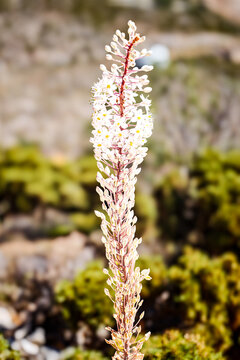 Close-up of a flowering white sea squill (Drimia maritima) in a rocky natural landscape