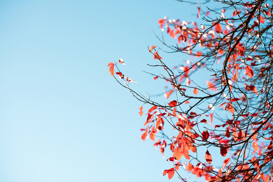 Autumn red leaves on a blurred sky background, very shallow focus. Colorful foliage in the autumn park. Excellent background on the theme of autumn, fall.