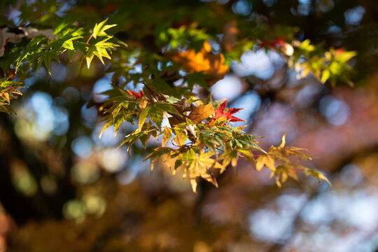 Autumn red maple leaves on a blurred forest background, very shallow focus. Colorful foliage in the autumn park. Excellent background on the theme of autumn, fall.
