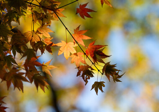 Autumn red maple leaves on a blurred forest background, very shallow focus. Colorful foliage in the autumn park. Excellent background on the theme of autumn, fall.
